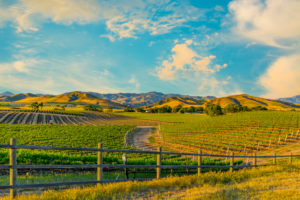 A picture of a vineyard during spring time
